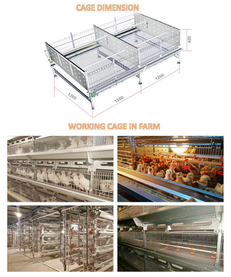 pullets cage 750.jpg